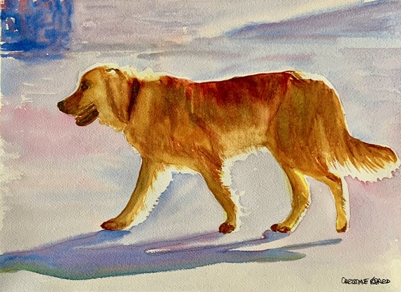 A golden Labrador.