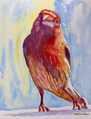 A house finch.