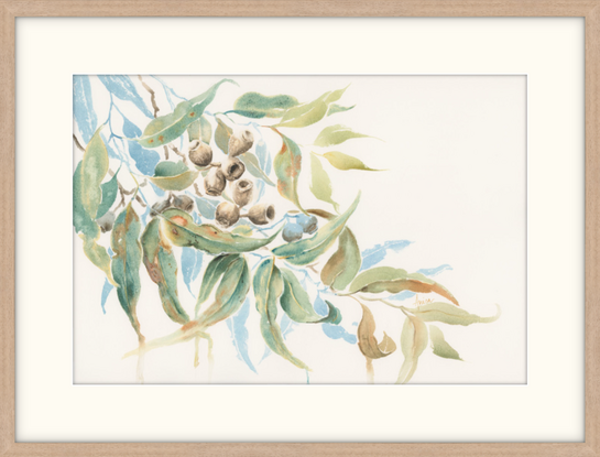 Watercolour painting of Australian gum nuts and leaves