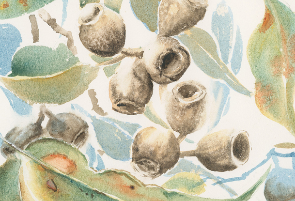 Watercolour painting of Australian gum nuts and leaves