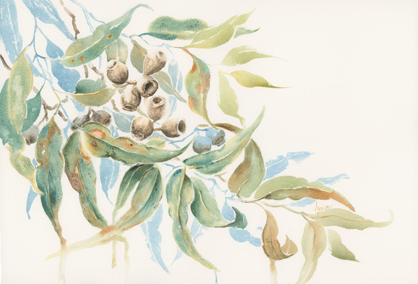 Watercolour painting of Australian gum nuts and leaves