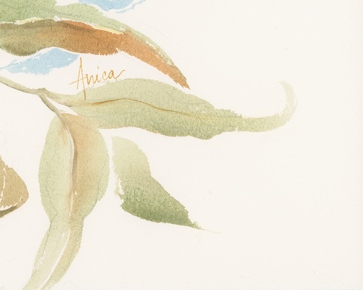 Watercolour painting of Australian gum nuts and leaves