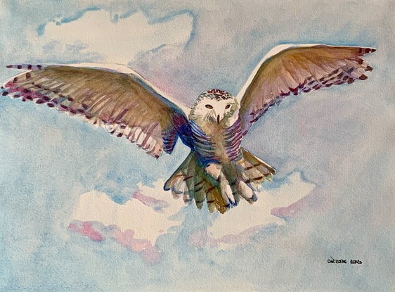 Owl in flight.