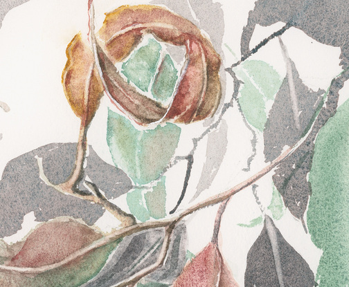 Watercolour painting of Australian gumleaves