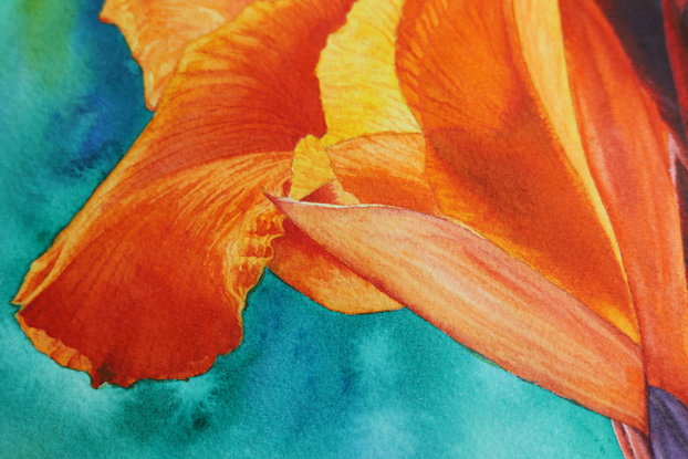 orange canna lily study closeup