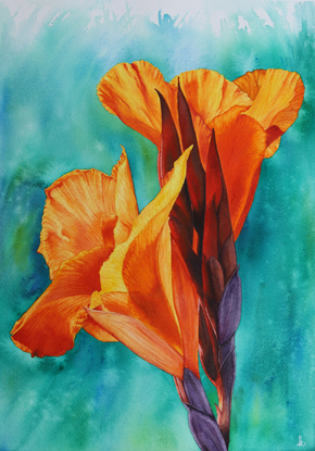 orange canna lily study closeup