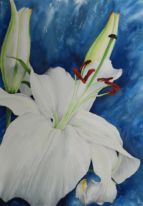 large white lily close up detail