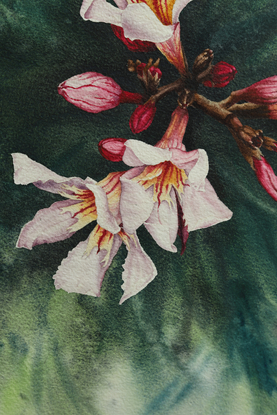 Pink oleander flowers on green background