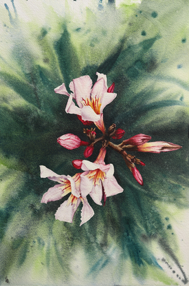 Pink oleander flowers on green background