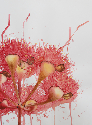 Red eucalyptus flowers detail