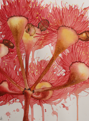 Red eucalyptus flowers detail