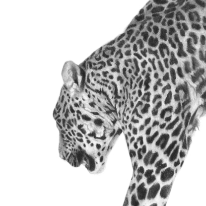 Leopard jumping down from a rectangular plinth. Charcoal drawing in black and white.