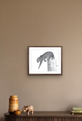 Leopard jumping down from a rectangular plinth. Charcoal drawing in black and white.