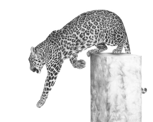 Leopard jumping down from a rectangular plinth. Charcoal drawing in black and white.