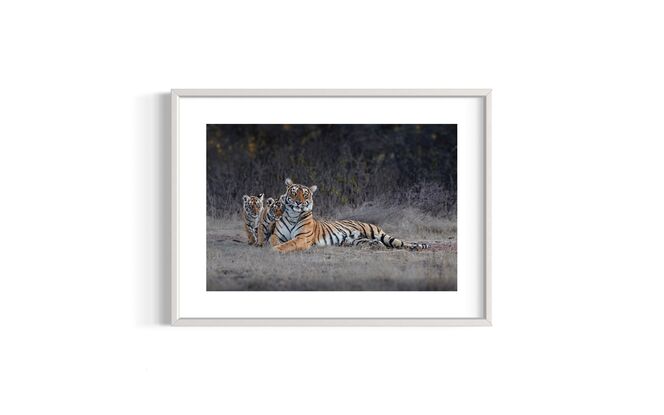 The tiger icon of Ranthambore India Arrowhead, with her cubs.