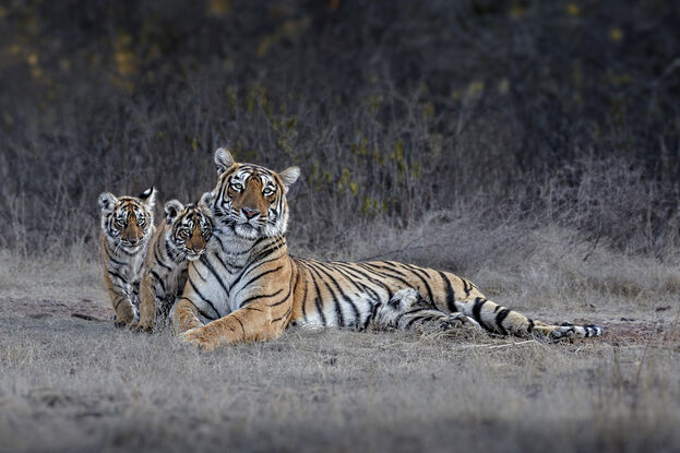 The tiger icon of Ranthambore India Arrowhead, with her cubs.