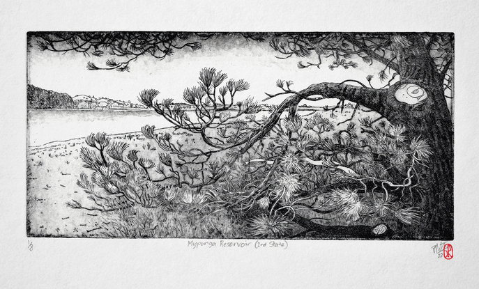 A finely detailed line etching illustration of a pine tree and branches on the shore of a reservoir lake with forest and hill sin the distance.