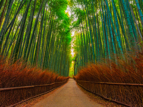 Bamboo forest japan