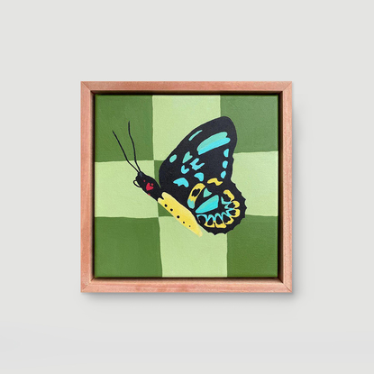 A Richmond Birdwing Butterfly with a green checkered background. Framed on Flooded Gum.