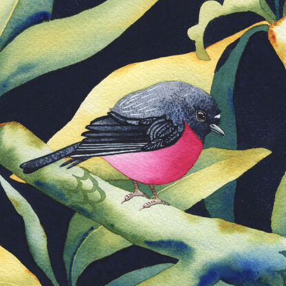 Pink Robin sitting amongst Frangipani leaves in a blue and green setting.