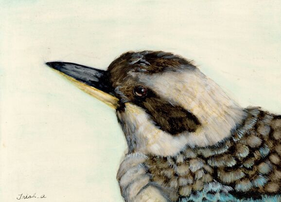 A Kookaburra 