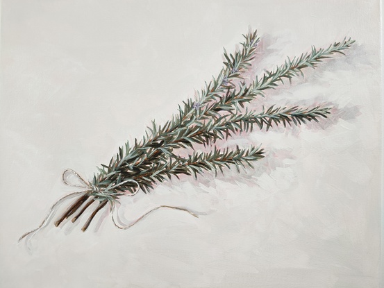 Rosemary picked from the garden and tied with twine on a white background.