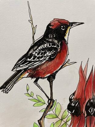 Crimson Chat bird sits on Red Sturt's Desert Pea