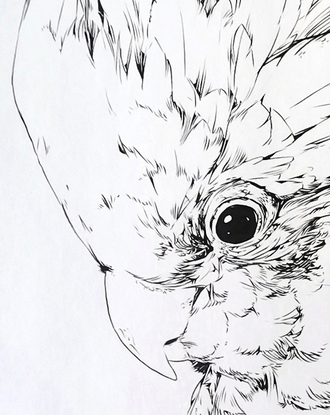 A cheeky bird done in ink on paper