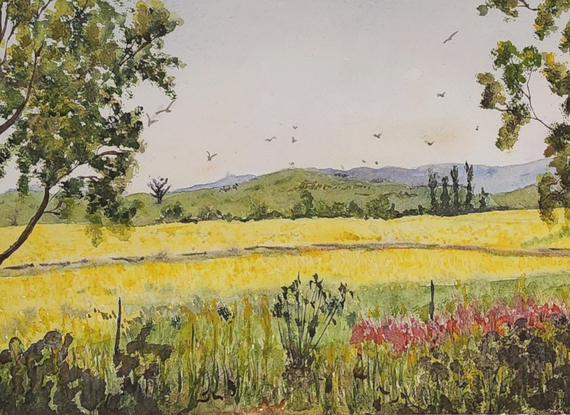 a landscape under light pastel skies with distant ranges are vast field of cheerful yellow canola in the spring season with gumtrees and roadside vegetation in the foreground and some birds flying over the countryside.