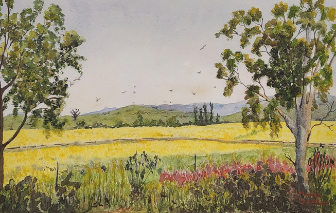 a landscape under light pastel skies with distant ranges are vast field of cheerful yellow canola in the spring season with gumtrees and roadside vegetation in the foreground and some birds flying over the countryside.