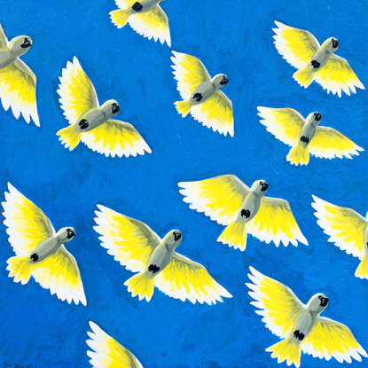 The image portrays a flock of Sulphur Crested Cockatoos flying directly overhead against a deep cobalt sky. They give the illusion of glowing light as they are lit from above by an off-scene sun.