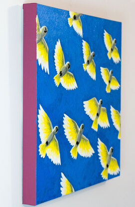 The image portrays a flock of Sulphur Crested Cockatoos flying directly overhead against a deep cobalt sky. They give the illusion of glowing light as they are lit from above by an off-scene sun.