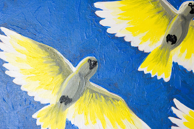 The image portrays a flock of Sulphur Crested Cockatoos flying directly overhead against a deep cobalt sky. They give the illusion of glowing light as they are lit from above by an off-scene sun.