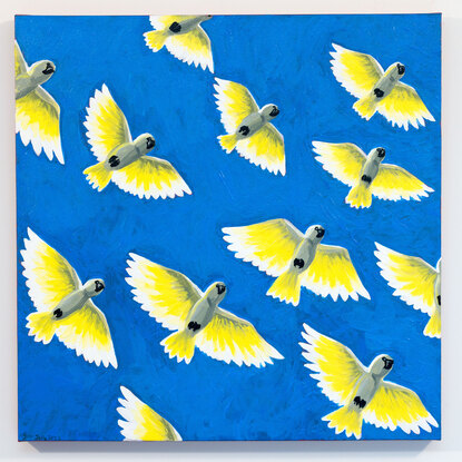 The image portrays a flock of Sulphur Crested Cockatoos flying directly overhead against a deep cobalt sky. They give the illusion of glowing light as they are lit from above by an off-scene sun.