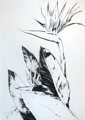 This work depicts a single Bird of Paradise flower growing out from a group.