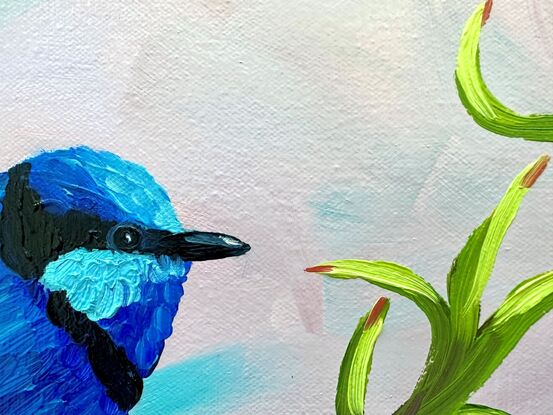 A Splendid Fairywren with a red wattle flower.