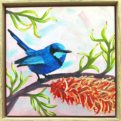 A Splendid Fairywren with a red wattle flower.