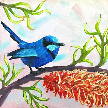 A Splendid Fairywren with a red wattle flower.