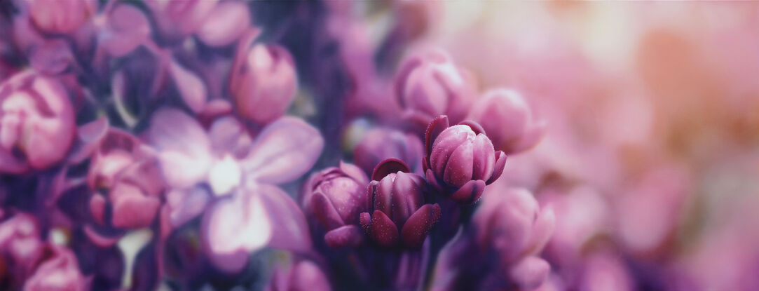 a very large bold painting of bright pink lillacs. Only a few buds are in focus with the rest of the floral bunch and background out of focus. deep pink, purple/lavendar shadows create a strong contrast. Has impact both horizontally and vertically.