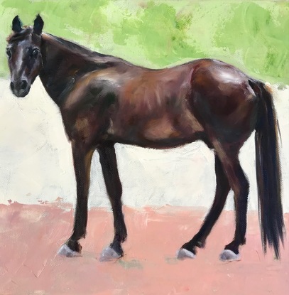 Brown Horse standing and looking directly to the viewer. 