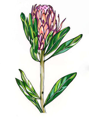 Protea Flower Illustration with abstract bright colouring of greens, pink and orange.