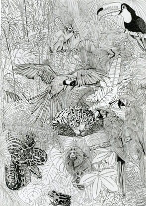 Black and White illustration of a jungle landscape with animals 