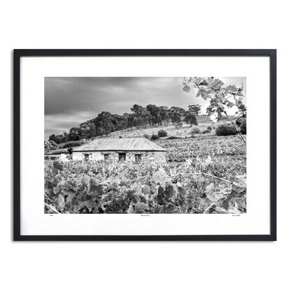 abandoned pioneers hut in rural farm setting