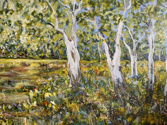 An impressionist landscape of a group of ghost gums against the yellowy wheaten grass and the Australian blue sky. The gums stand in a row so tall and proud with their hints of sienna brown and grey and white on their tall trunks soaring into the sky. A snapshot of the Australian bush in all its natural beauty and summer colours. 