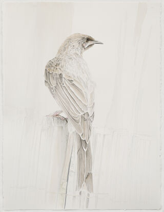 Soft gentle wattlebird sitting on fence with white background. Professionally framed. 