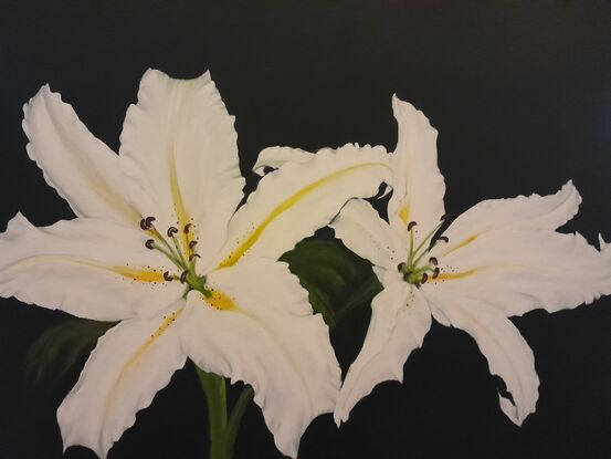 Two vivid white oriental lillies are shown on a plain black background.  Each Lily shows the distinctive yellow strips down the tongue, dots of brown on the petals and the prominent furry stamens.