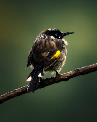 A portrait of New Holland Honey Eater