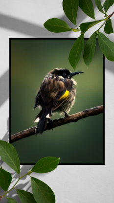 A portrait of New Holland Honey Eater