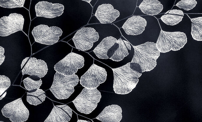 black and white fern