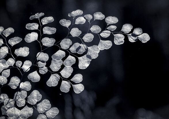 black and white fern